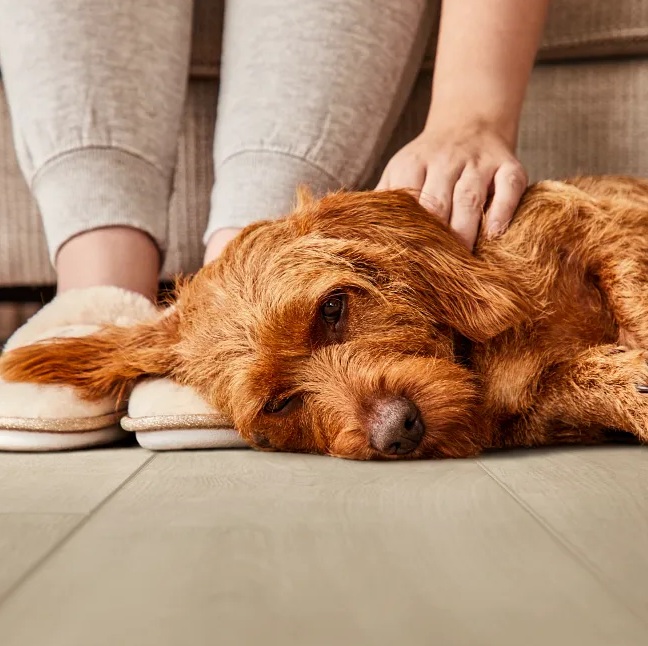 Coretec висококачествена подова винилова настилка